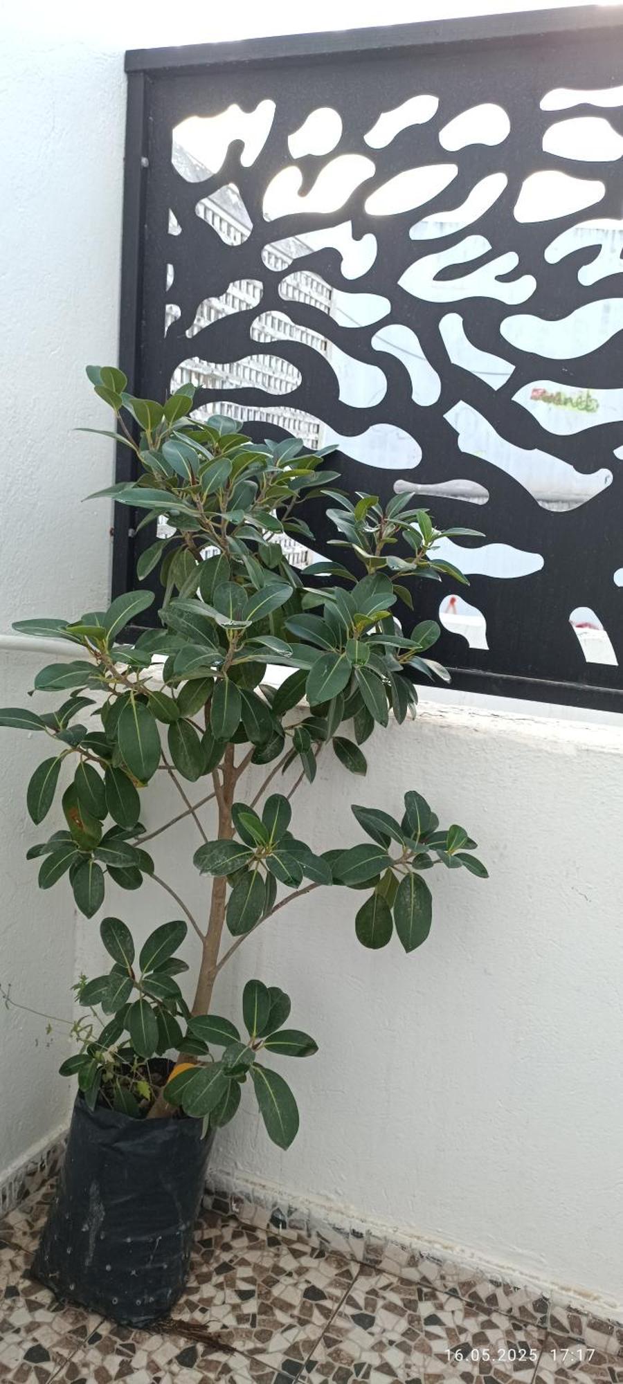 Residence Debbabi Sans Coupure D'Eau Monastir Kamer foto